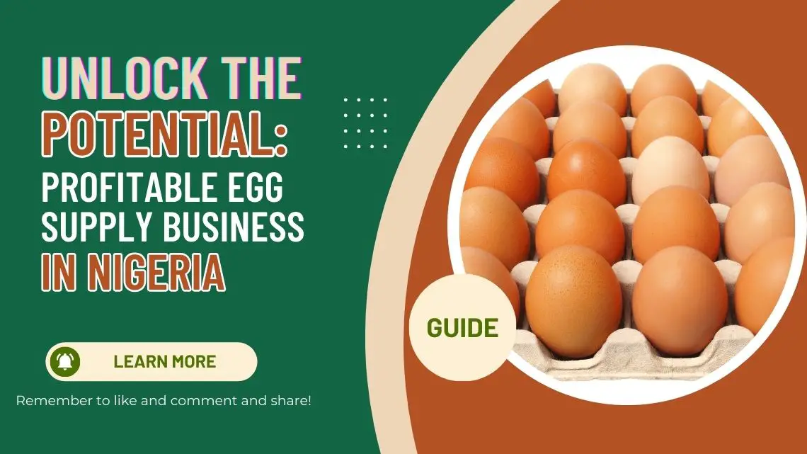 Unlock the Potential: Profitable Egg Supply Business in Nigeria